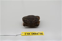 藏品(絨毛仿銀杏蟹)的圖片